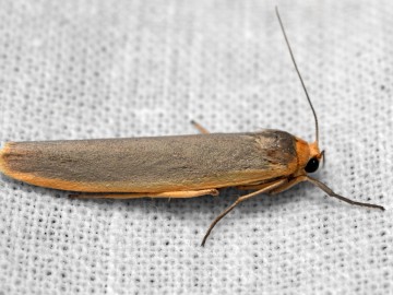 Fałdówka porostówka (Eilema complana) fot. J. Nowak, 
